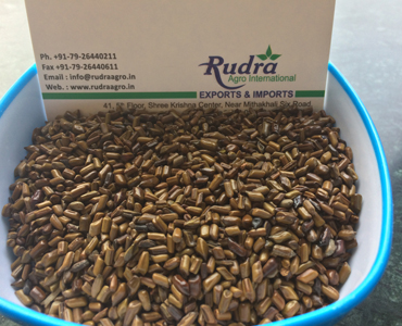  CASSIA TORA SEED