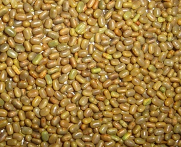 SESBANIA SEED